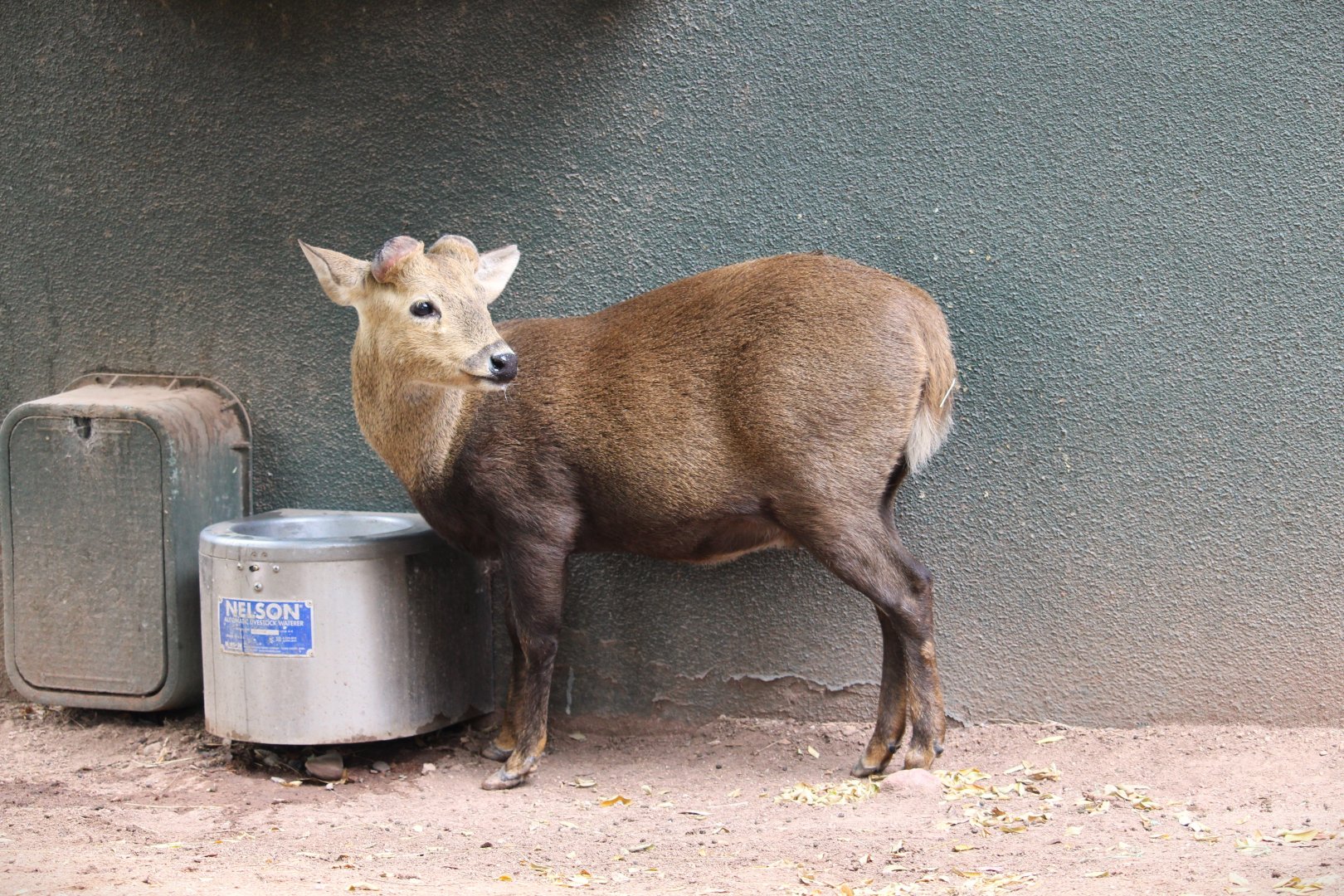 Childrens' Trail - Calamian Deer