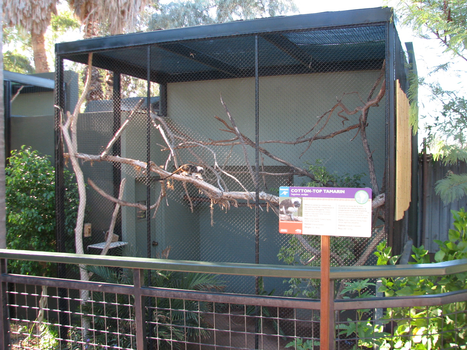 Childrens Trail - Cotton-top Tamarin Exhibit