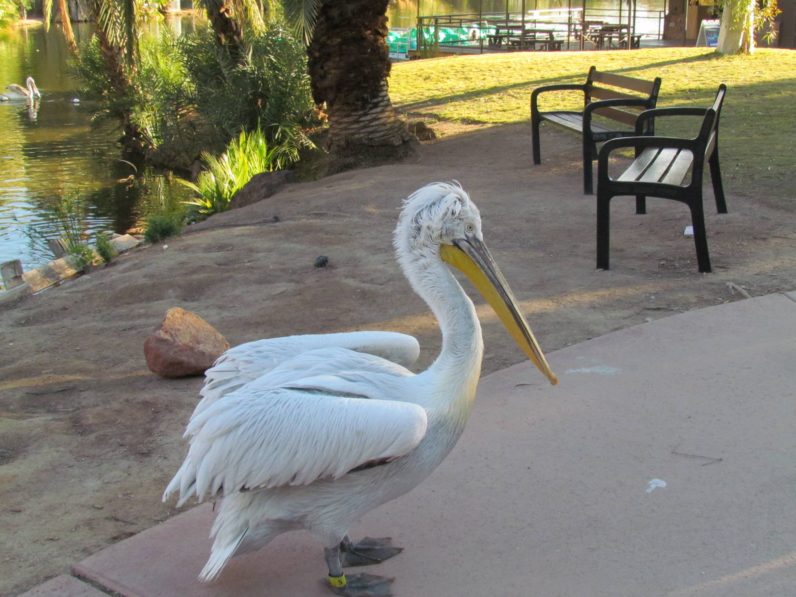 Children's Trail - Dalmatian Pelican