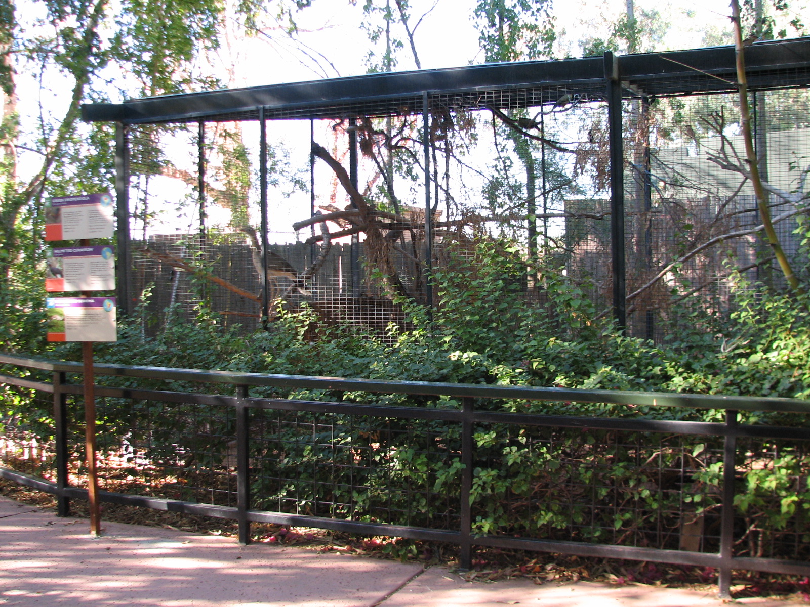 Childrens Trail - Green Oropendola, Helmeted Curassow, and Red-legged Serei
