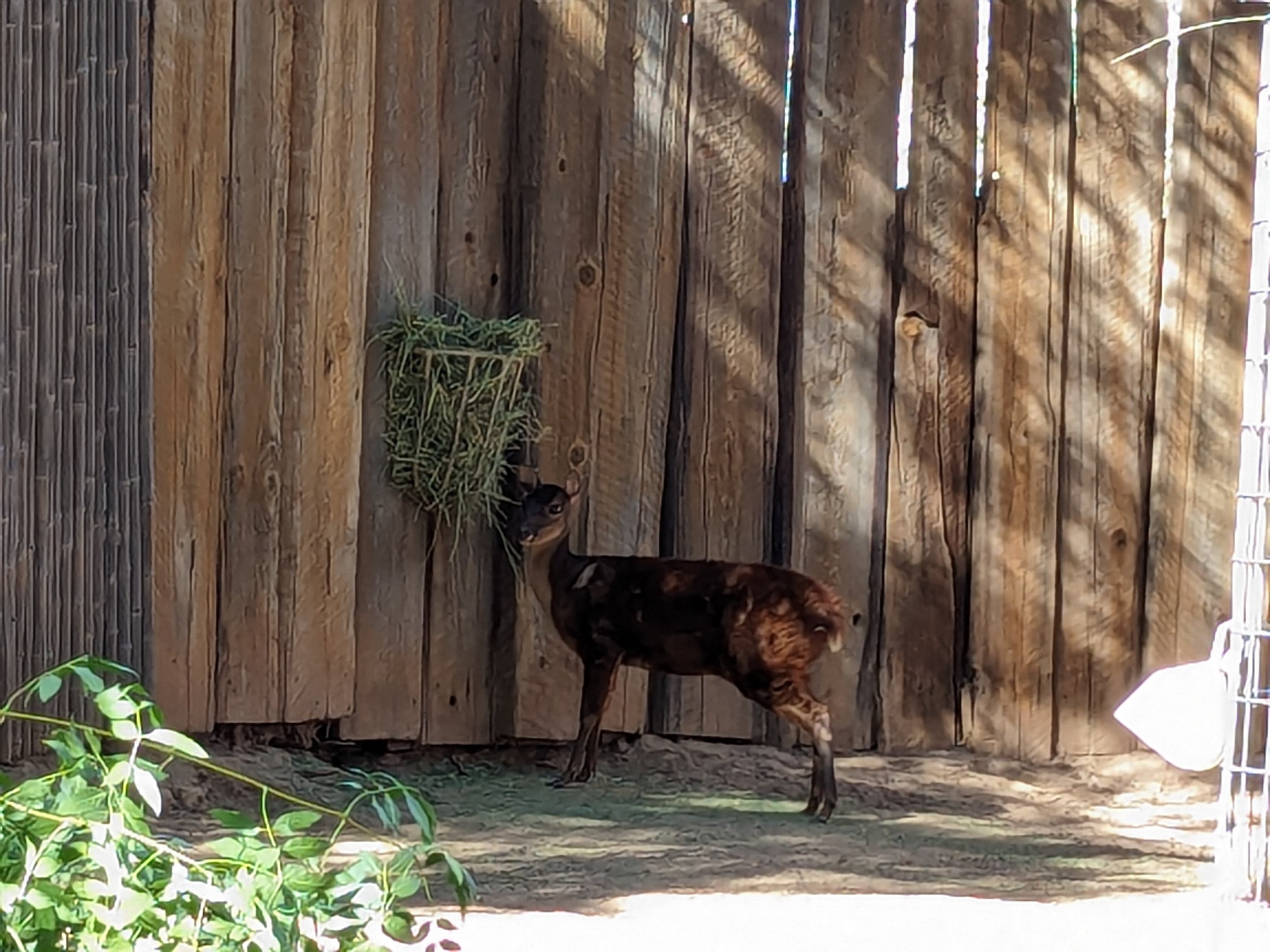 Children's Trail - Mexican red brocket deer