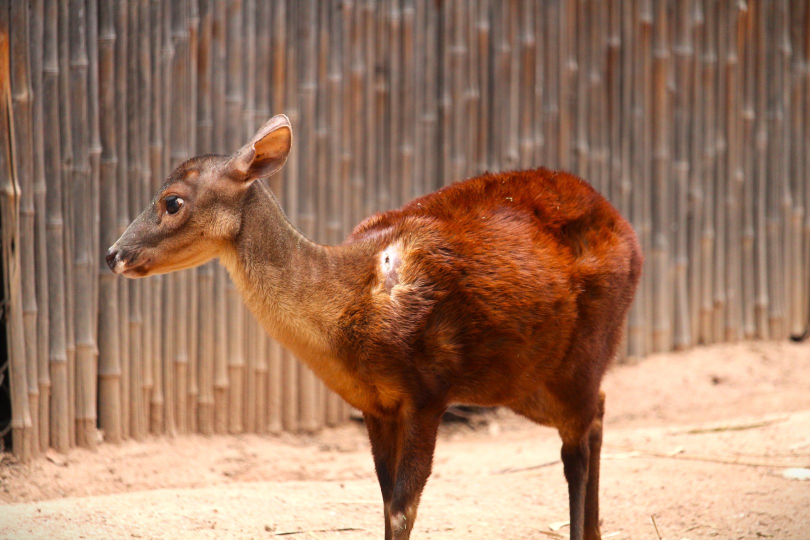 Childrens' Trail - Mexican Red Brocket