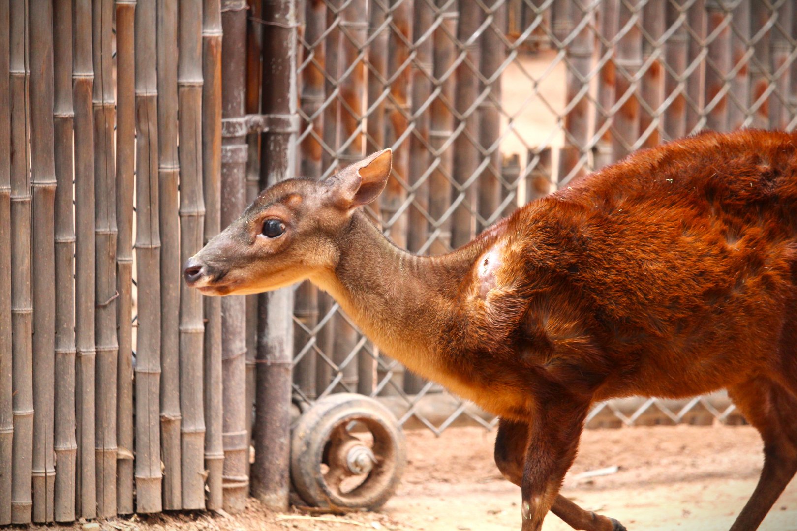 Childrens' Trail - Mexican Red Brocket