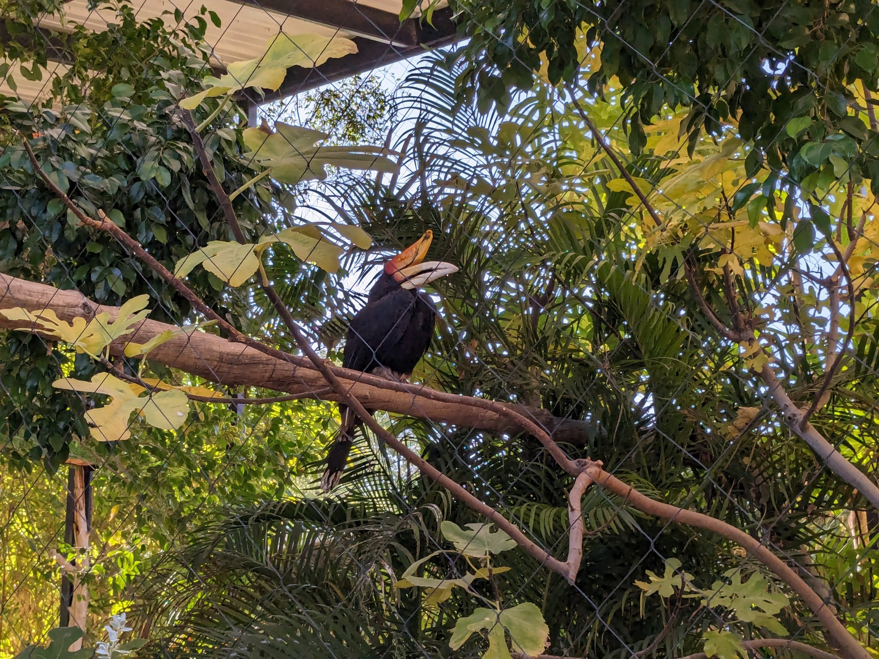 Children's Trail - Rhinoceros hornbill