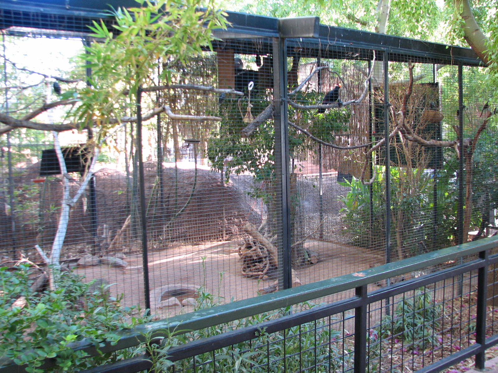 Childrens Trail - Violet Turaco, Pemba Flying Fox, and South African Creste
