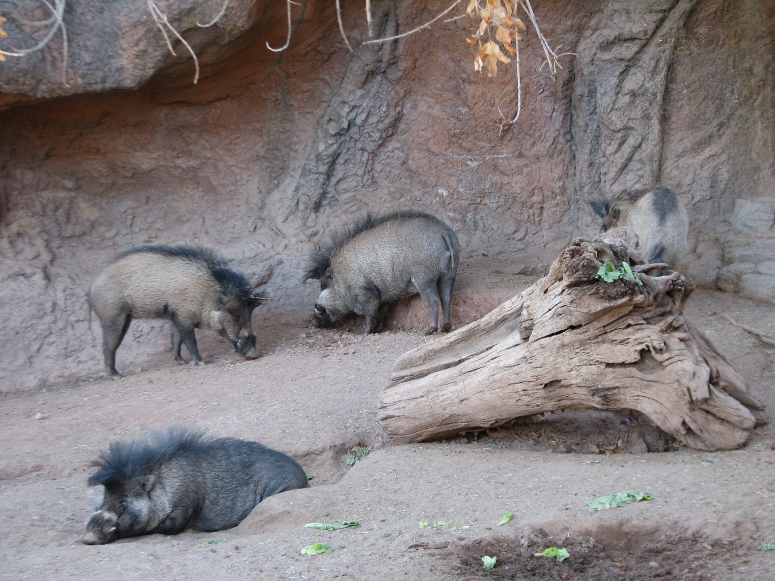 Childrens Trail - Visayan Wart Pig