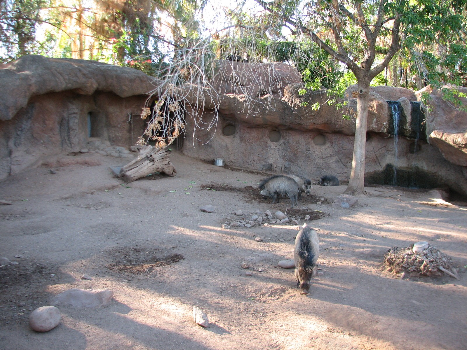 Childrens Trail - Visayan Warty Pig Exhibit