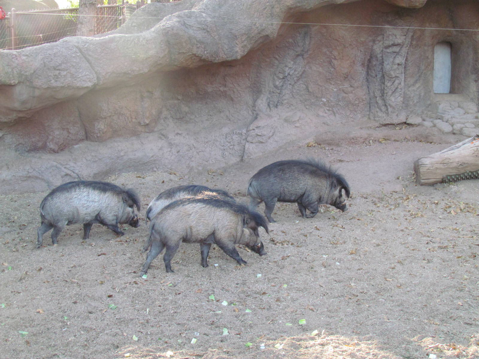 Children's Trail - Visayan Warty Pig