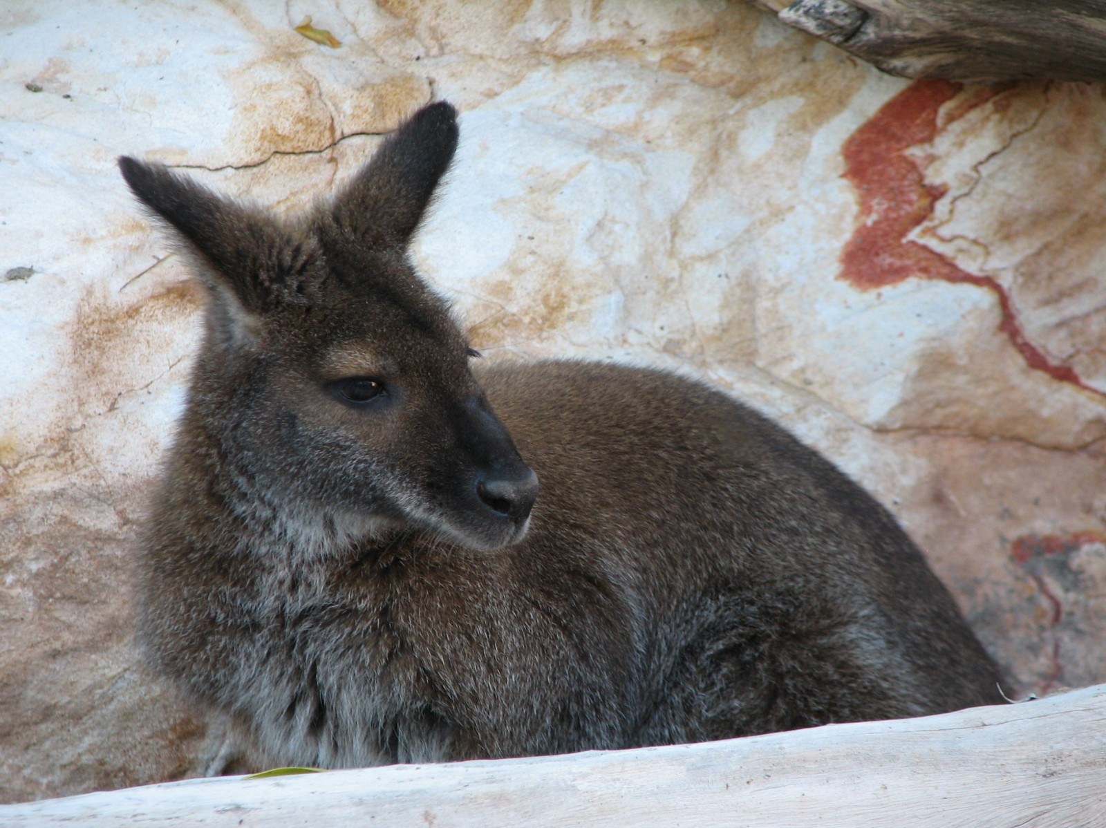Childrens Trail - Wallaby Walkabout - Red-necked Wallaby