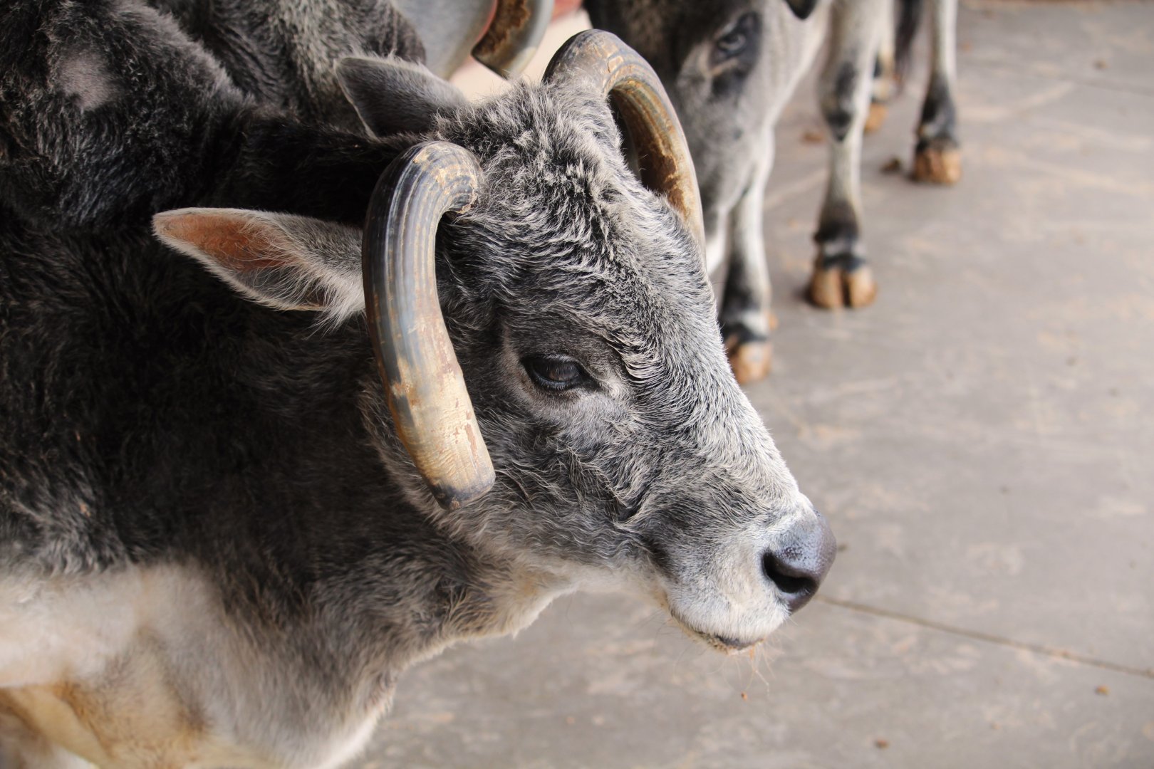 Childrens' Trail - Zebu