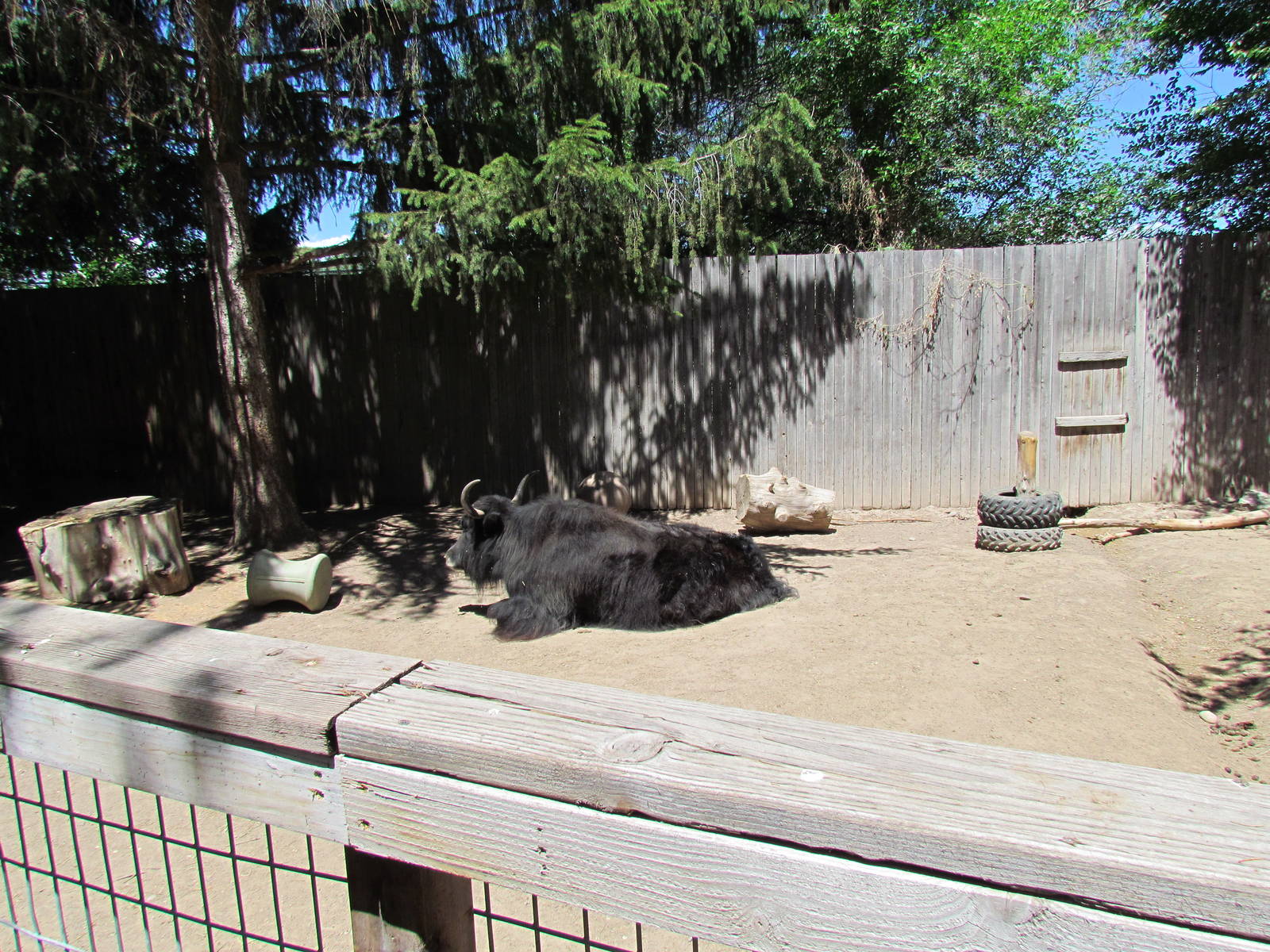 Childrens Zone - Domestic Yak