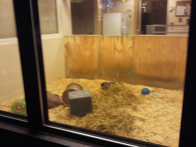 Children's Zoo-Aardvark nursery