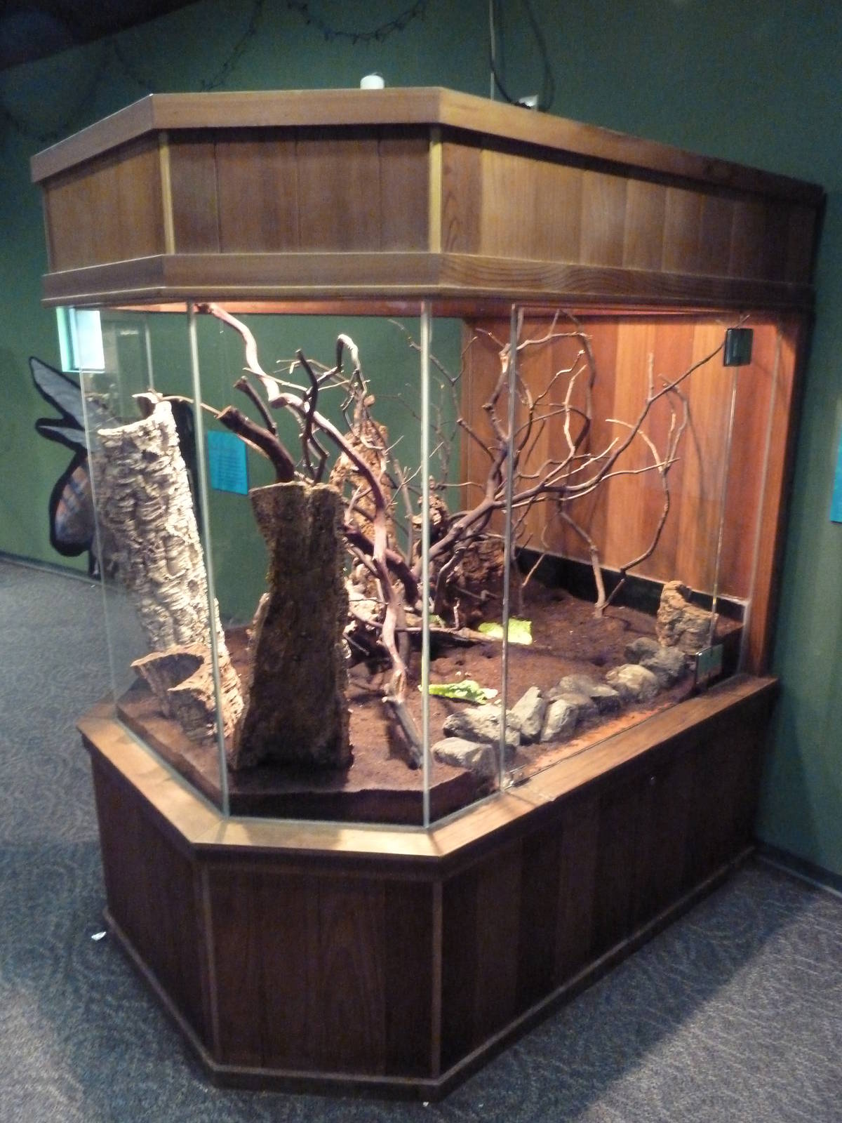 Children's Zoo - African Millipede Exhibit