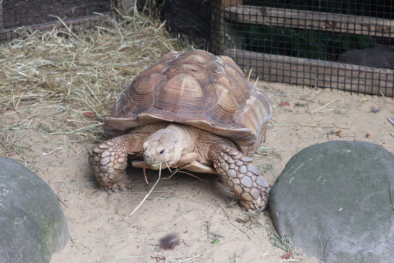 Children's Zoo - African Spurred Tortoise