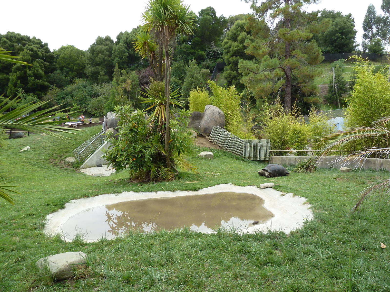Children's Zoo - Aldabra Tortoise Exhibit