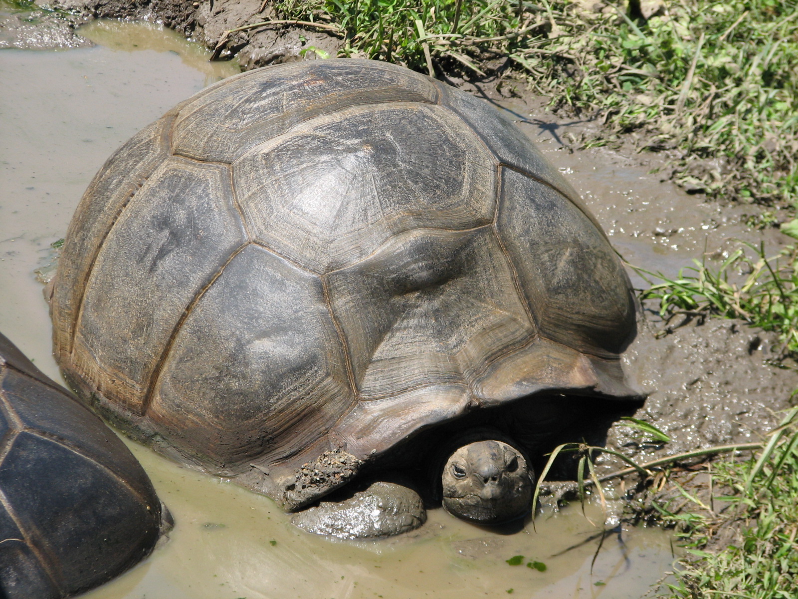 Childrens Zoo - Aldabra Tortoise