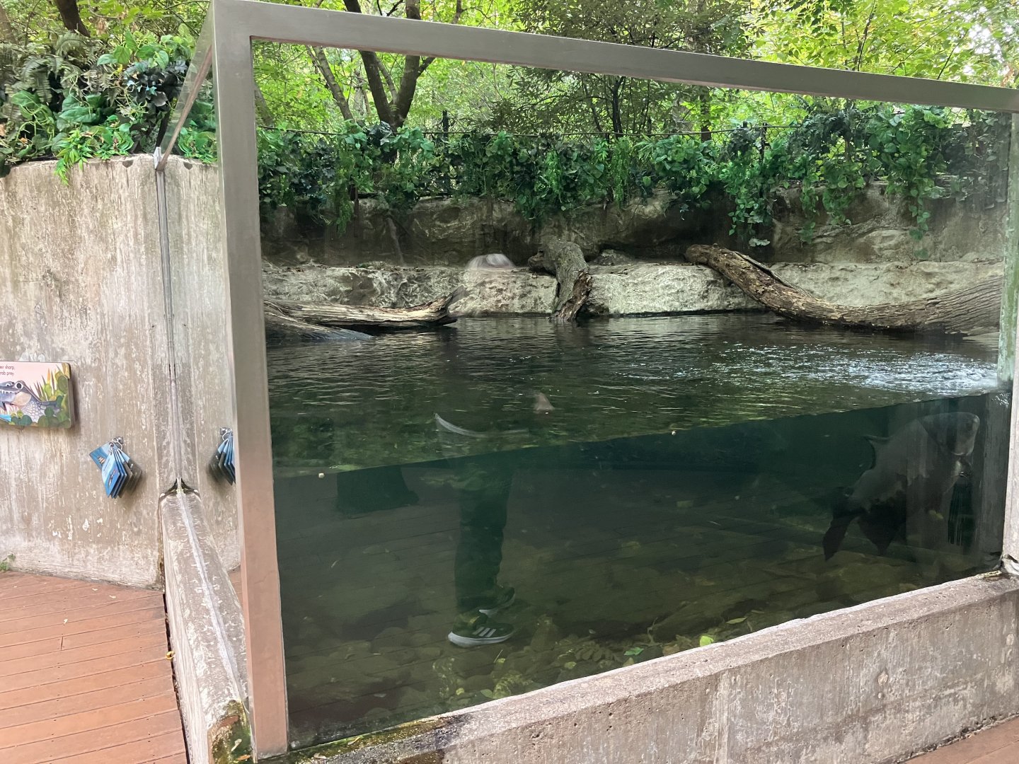Children’s Zoo - American Aligator Exhibit