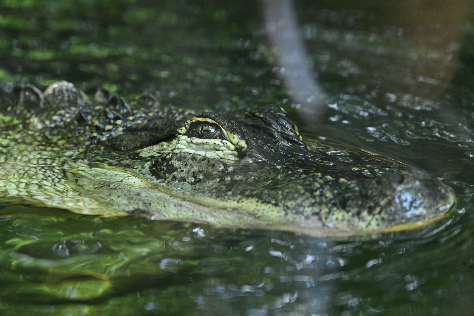 Children's Zoo - American Alligator (Alligator mississippiensis)