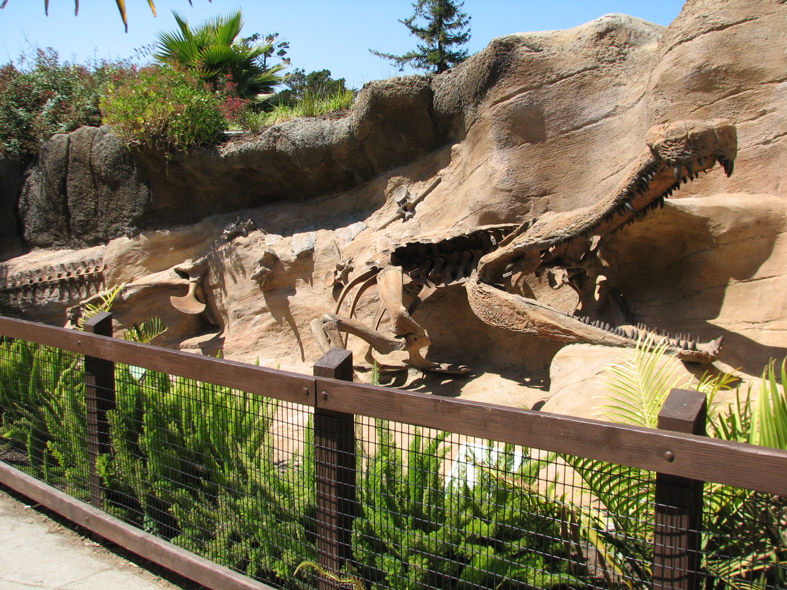 Childrens Zoo - American Alligator Exhibit - Simulated Crocodilian Fossil