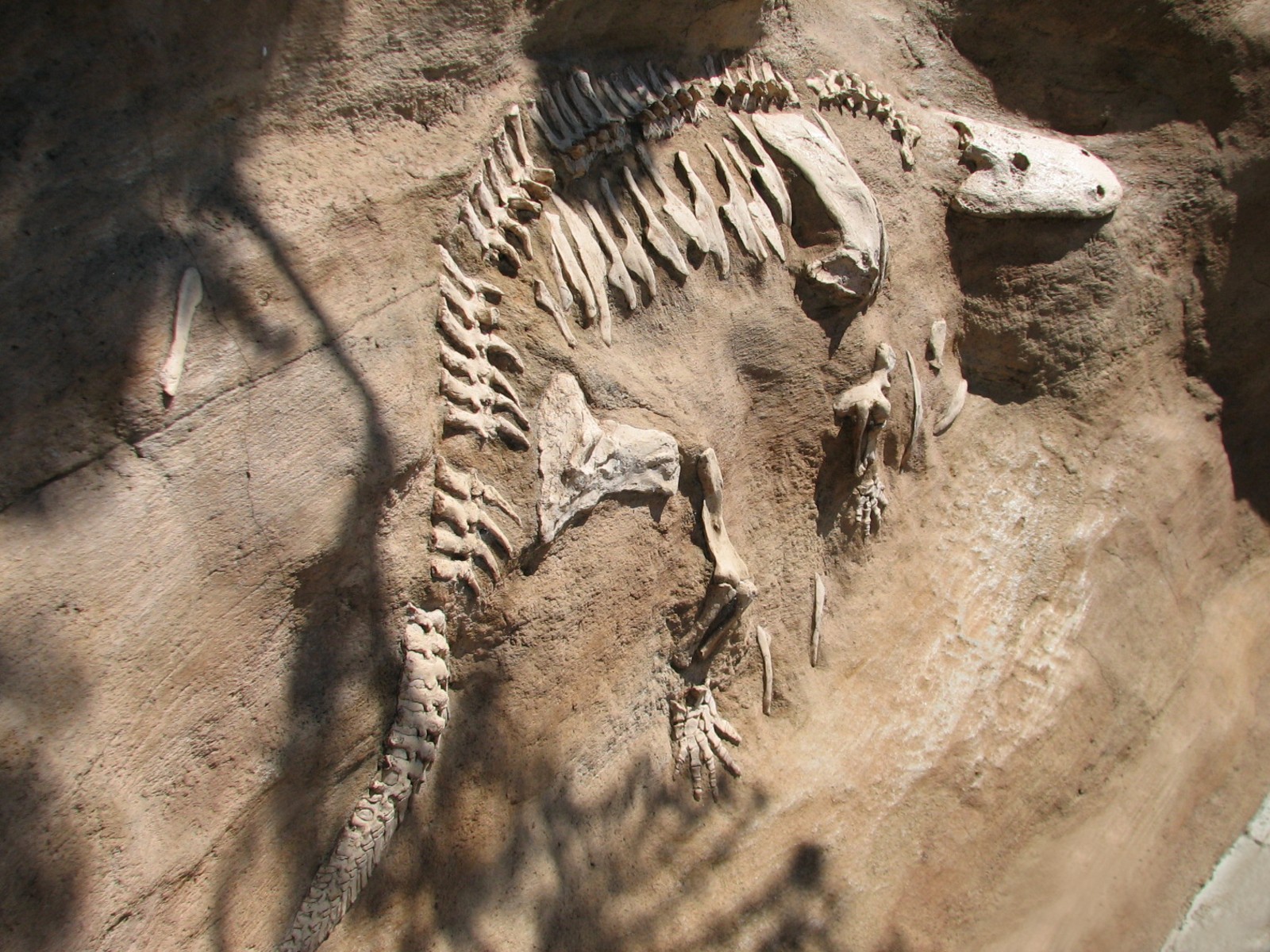 Childrens Zoo - American Alligator Exhibit - Simulated Reptile Fossil