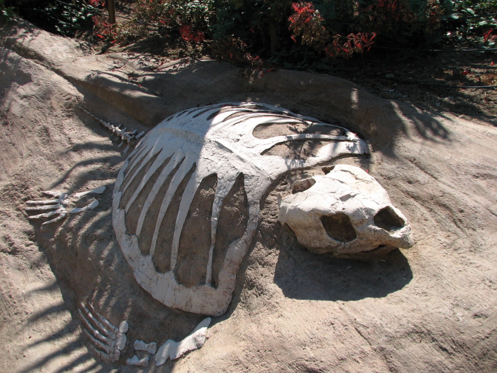 Childrens Zoo - American Alligator Exhibit - Simulated Reptile Fossil