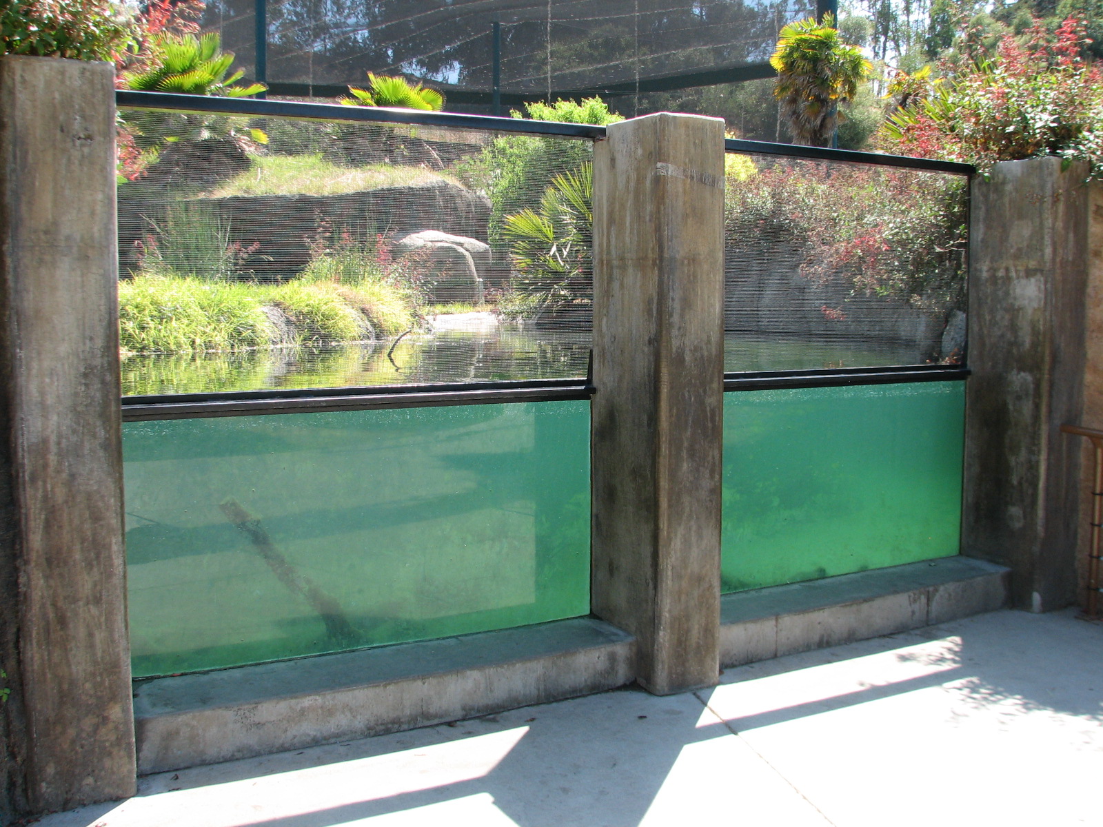 Childrens Zoo - American Alligator Exhibit - Underwater Viewing Area