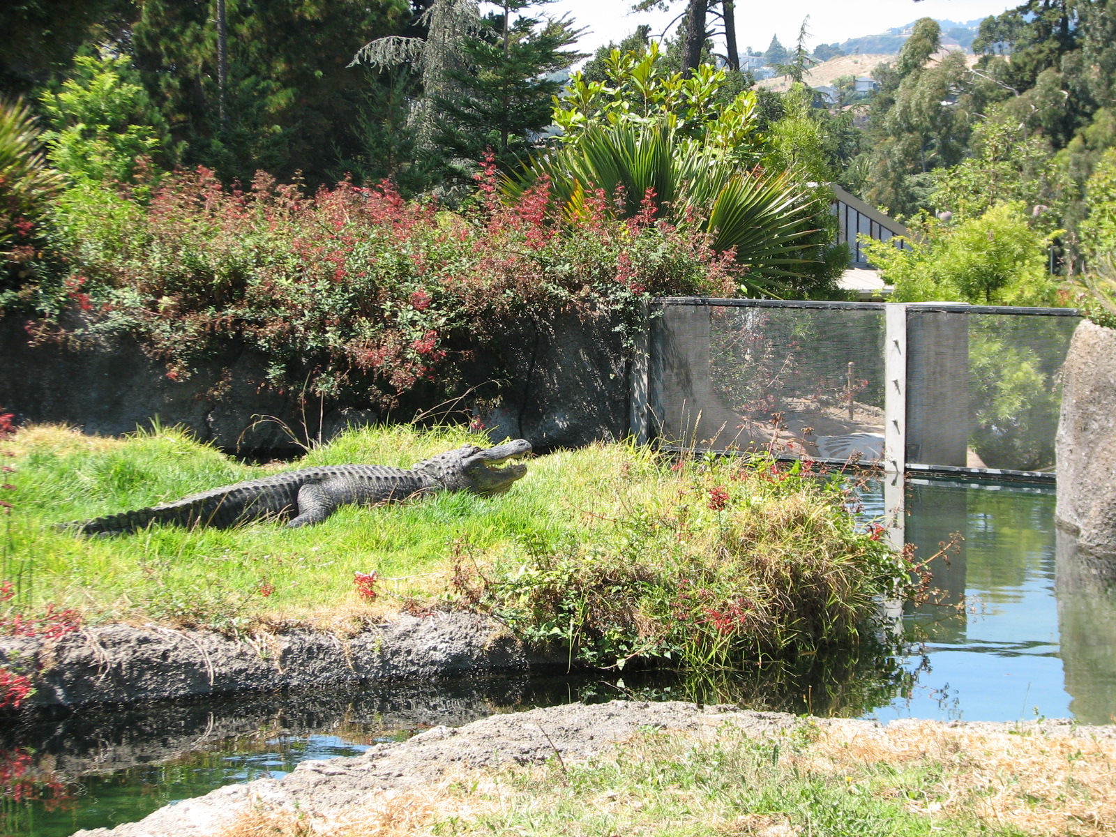 Childrens Zoo - American Alligator Exhibit