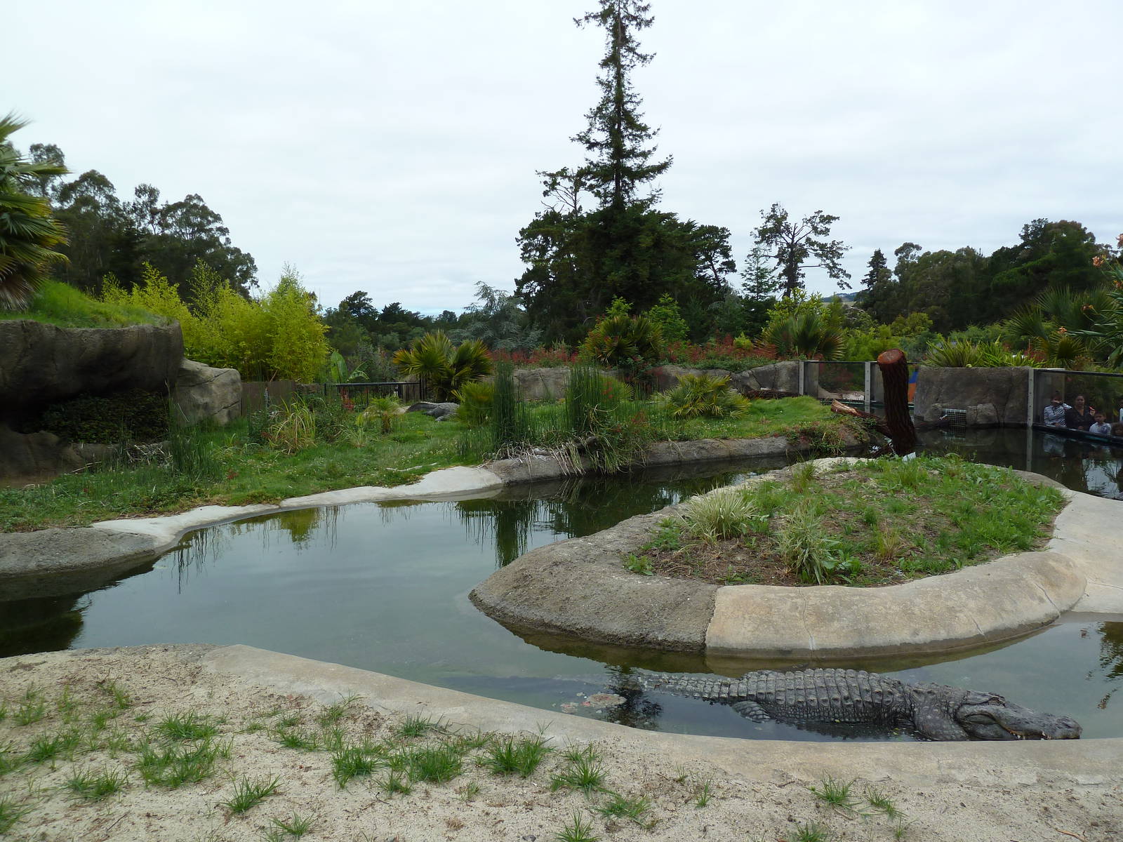 Children's Zoo - American Alligator Exhibit