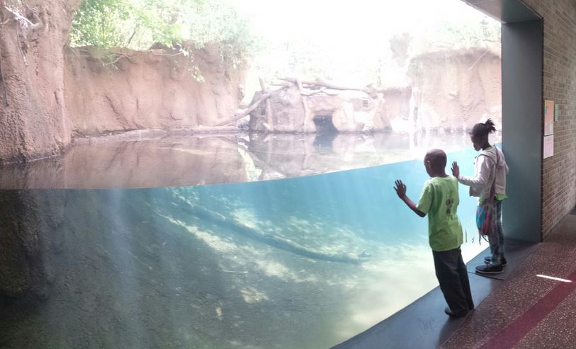 Children's Zoo - American Beaver + Hooded Merganser + Northern Pintail + Wo