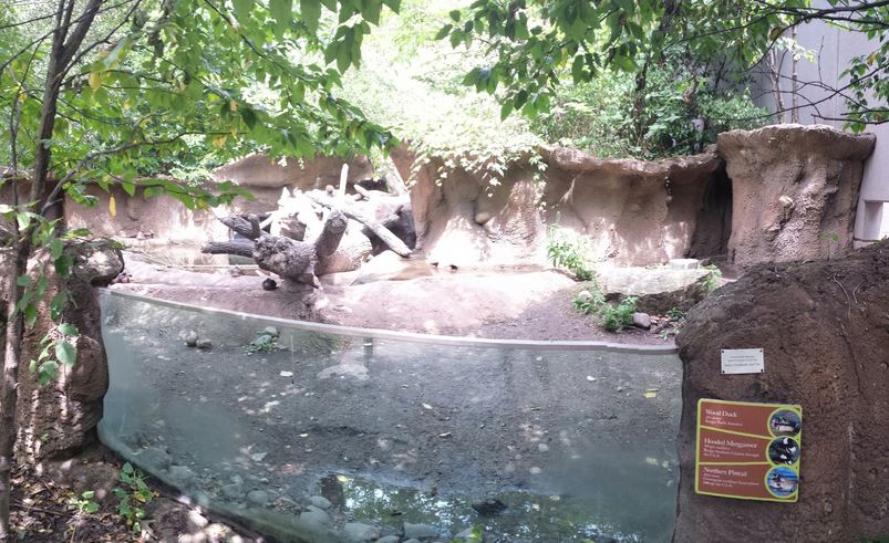 Children's Zoo - American Beaver + Hooded Merganser + Northern Pintail + Wo