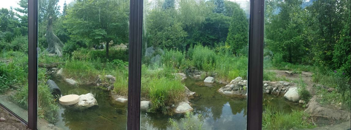 Children's Zoo - American Black Bear Exhibit