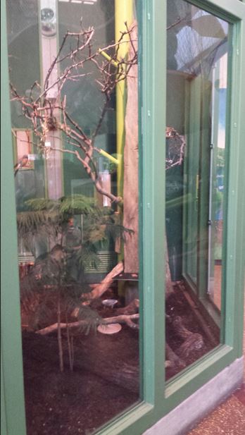 Children's Zoo - American Kestrel Exhibit