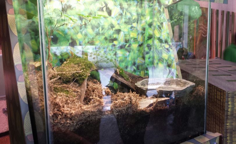 Children's Zoo - American Toad Exhibit