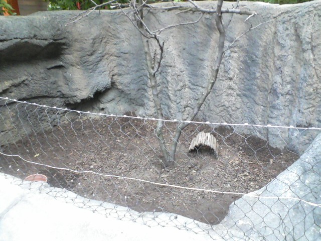Children's Zoo- Armadillo Rotation exhibit