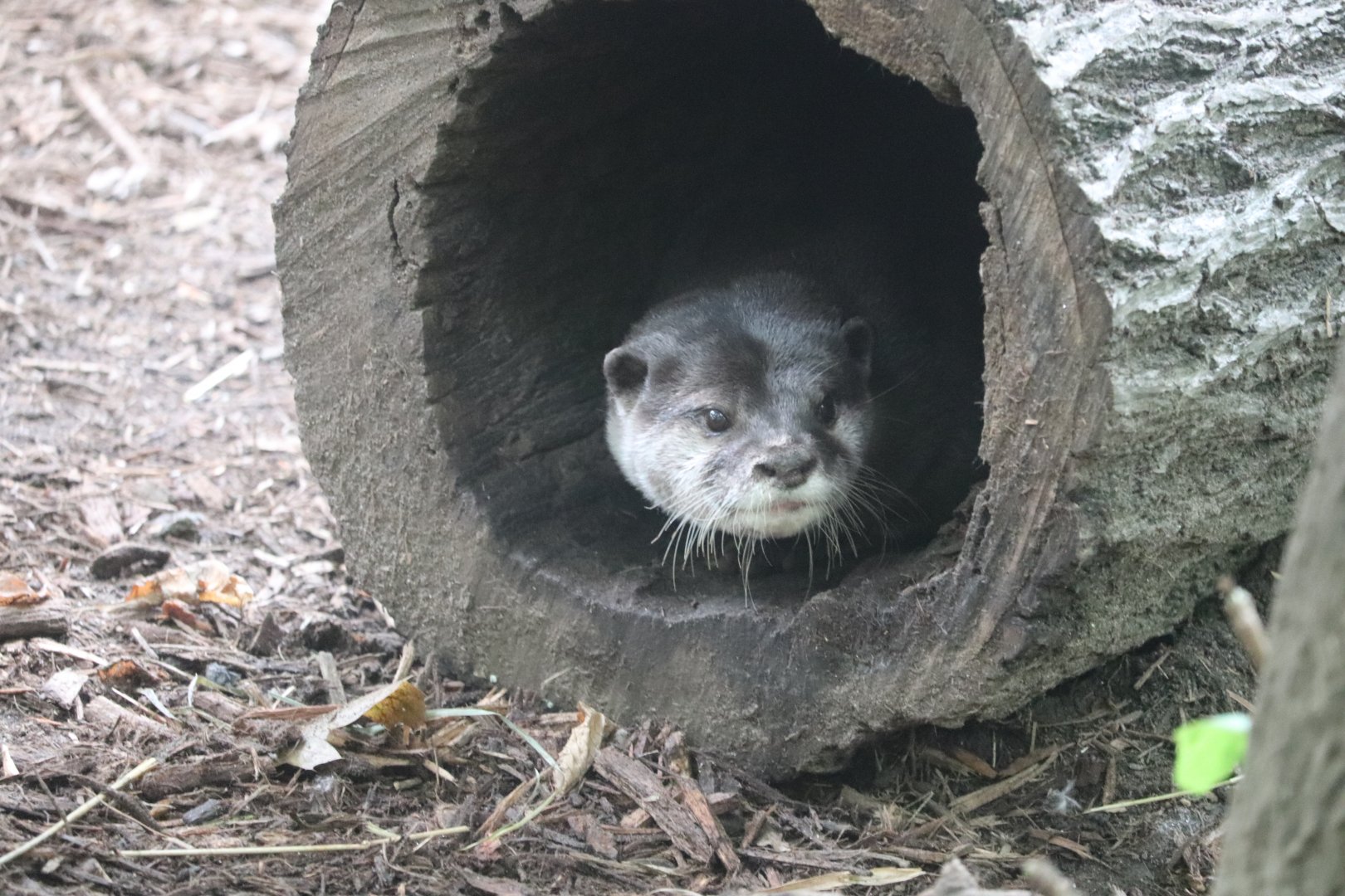 Childrens Zoo - Asian Small-Clawed Otter
