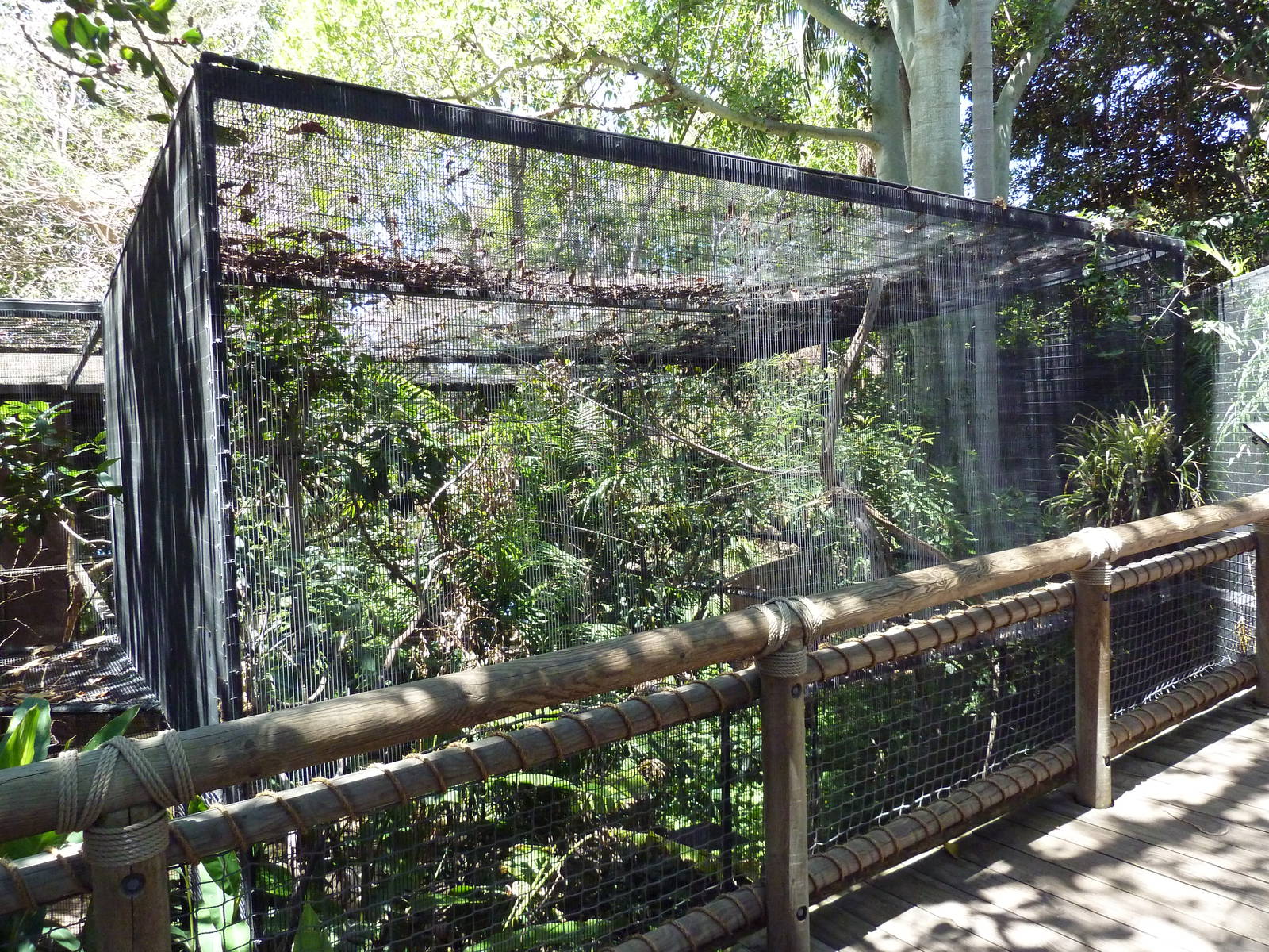 Children's Zoo - Aviary (6 Species)