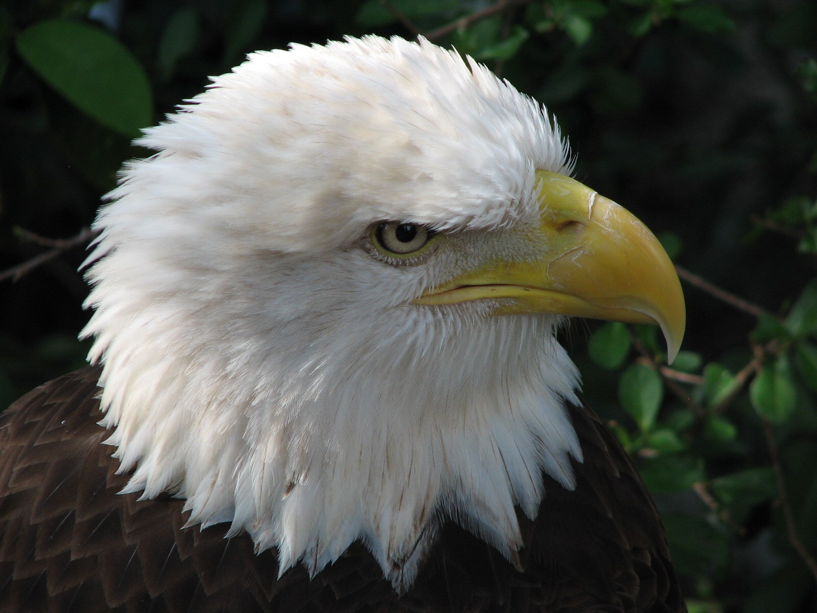 Childrens Zoo - Bald Eagle