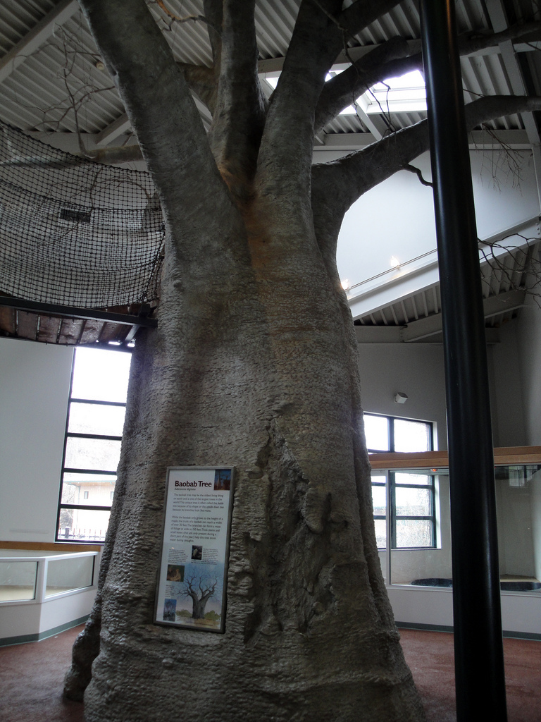 Children's Zoo - Baobab Tree Slide