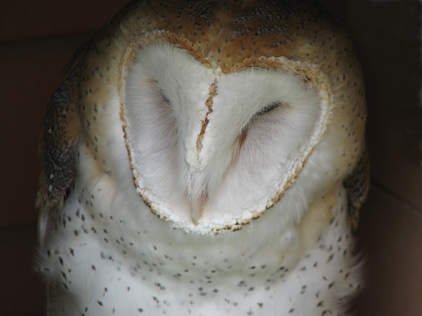 Childrens Zoo - Barn Owl