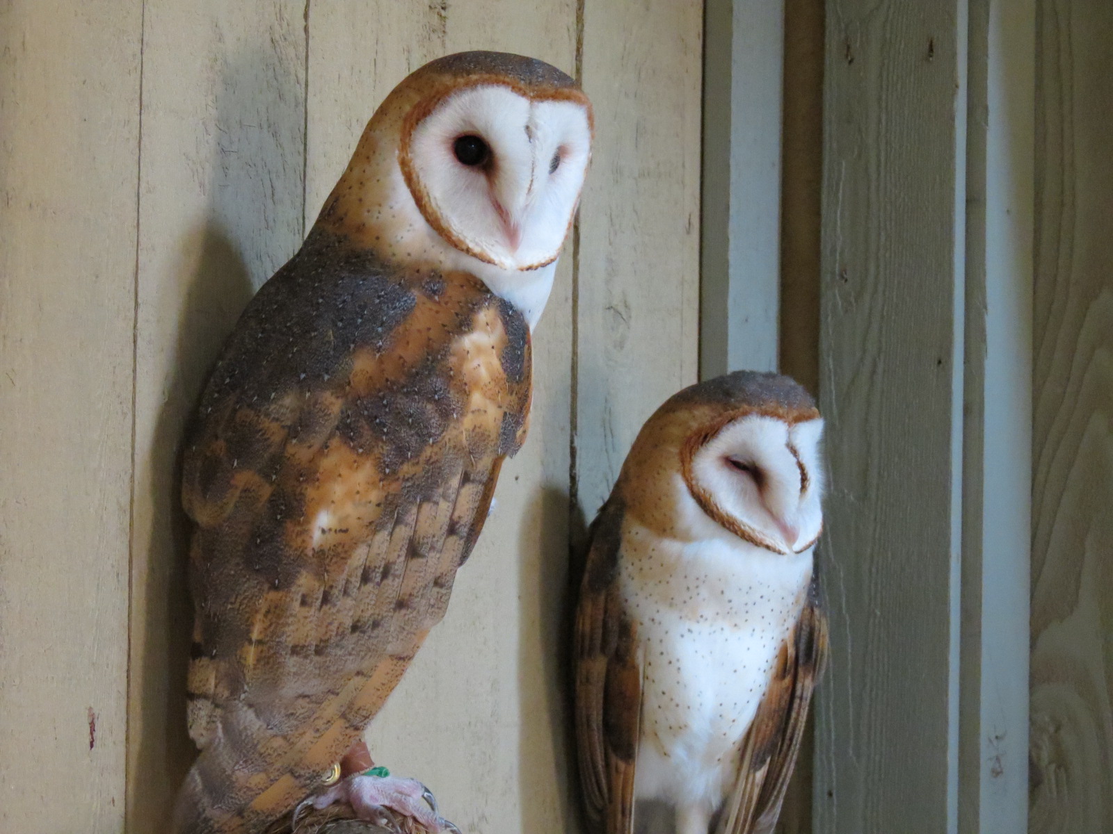 Childrens Zoo - Barn Owl