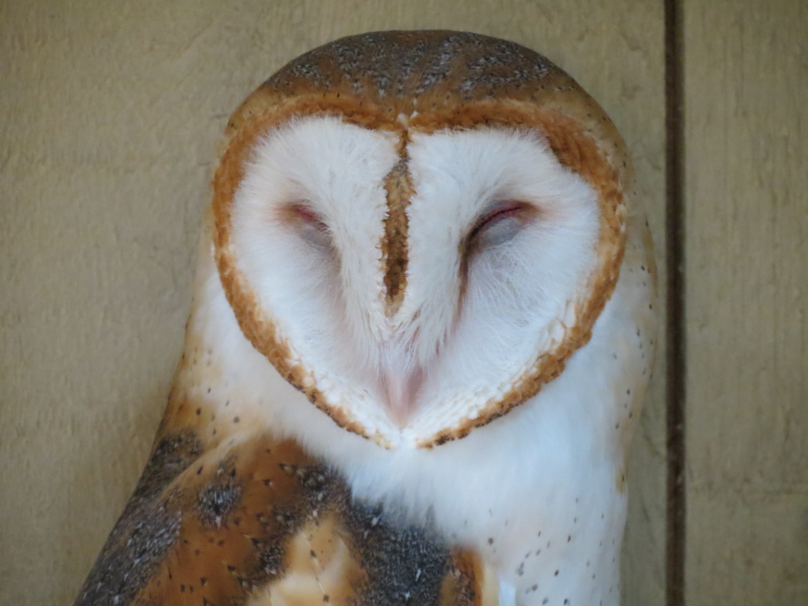 Childrens Zoo - Barn Owl