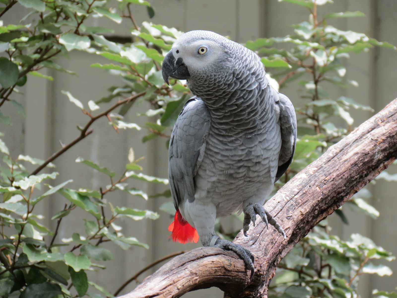 Childrens Zoo - Bird Landing - African Gray Parrot