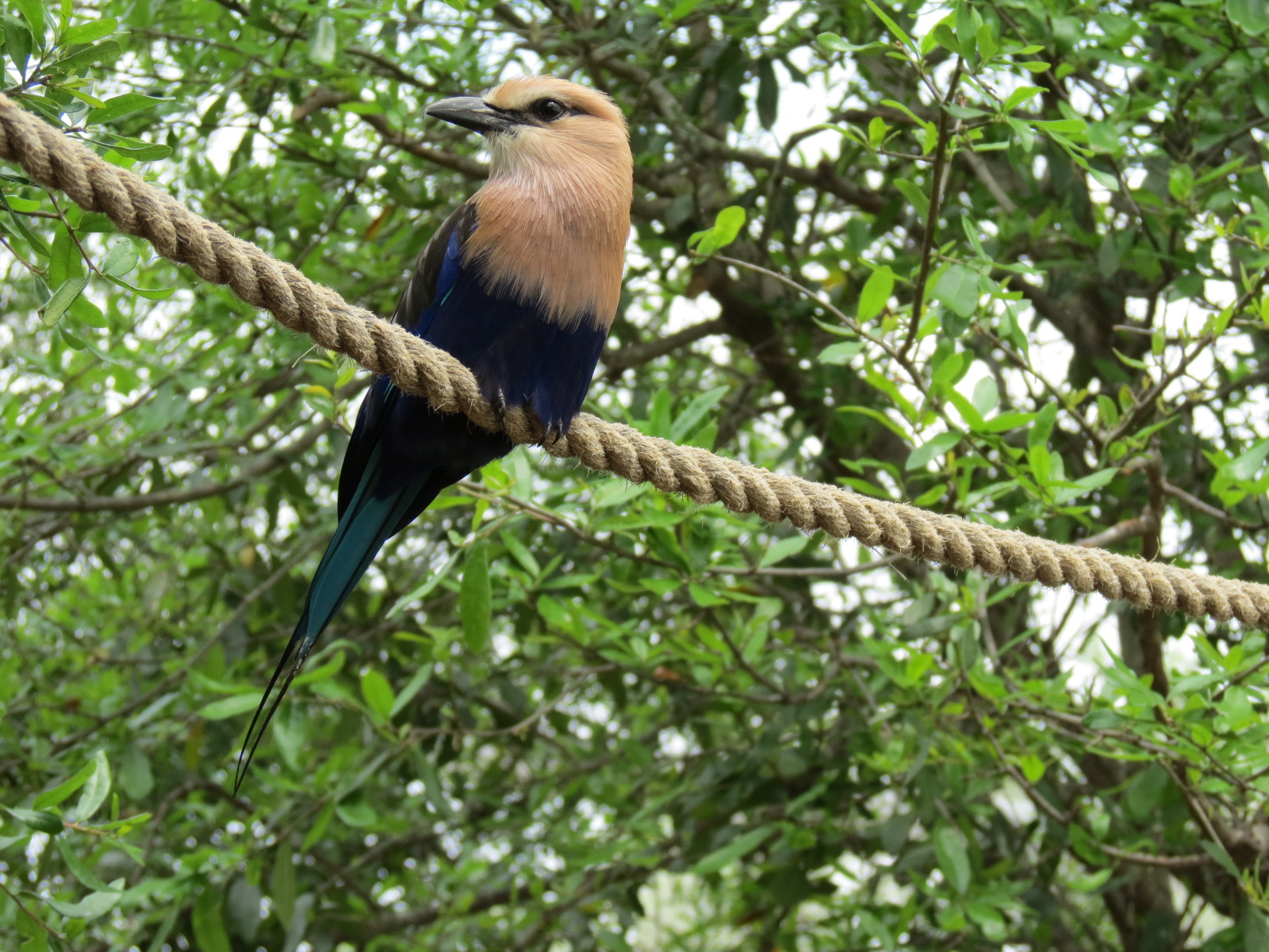 Childrens Zoo - Bird Landing - Blue-bellied Roller