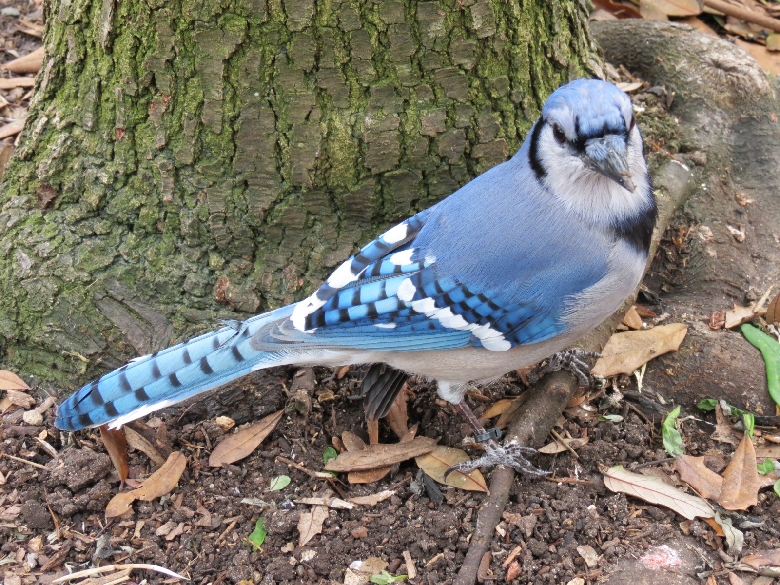 Childrens Zoo - Bird Landing - Blue Jay