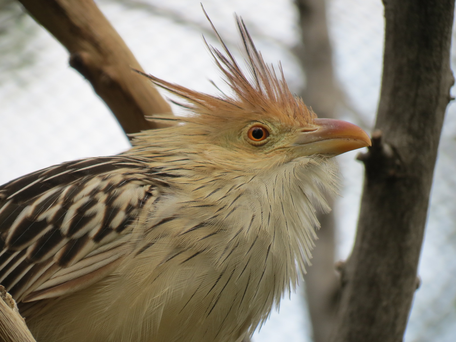 Childrens Zoo - Bird Landing - Guira Cuckoo