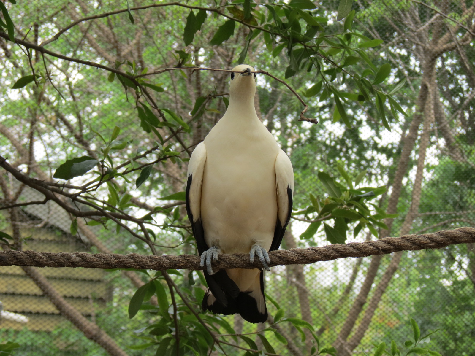 Childrens Zoo - Bird Landing - Pied Imperial Pigeon