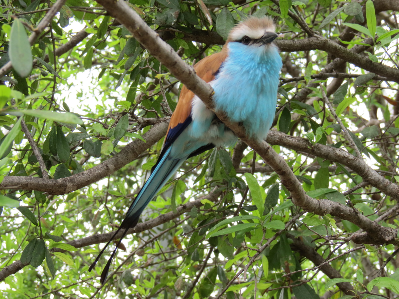 Childrens Zoo - Bird Landing - Racket-tailed Roller
