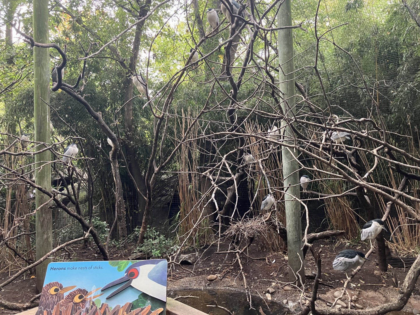 Children’s Zoo - Black-Crowned Night Heron Exhibit