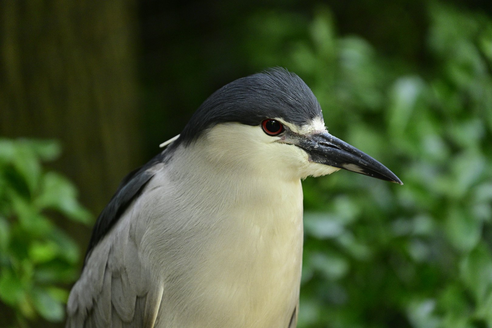 Children's Zoo - Black-crowned Night Heron (Nycticorax nycticorax)
