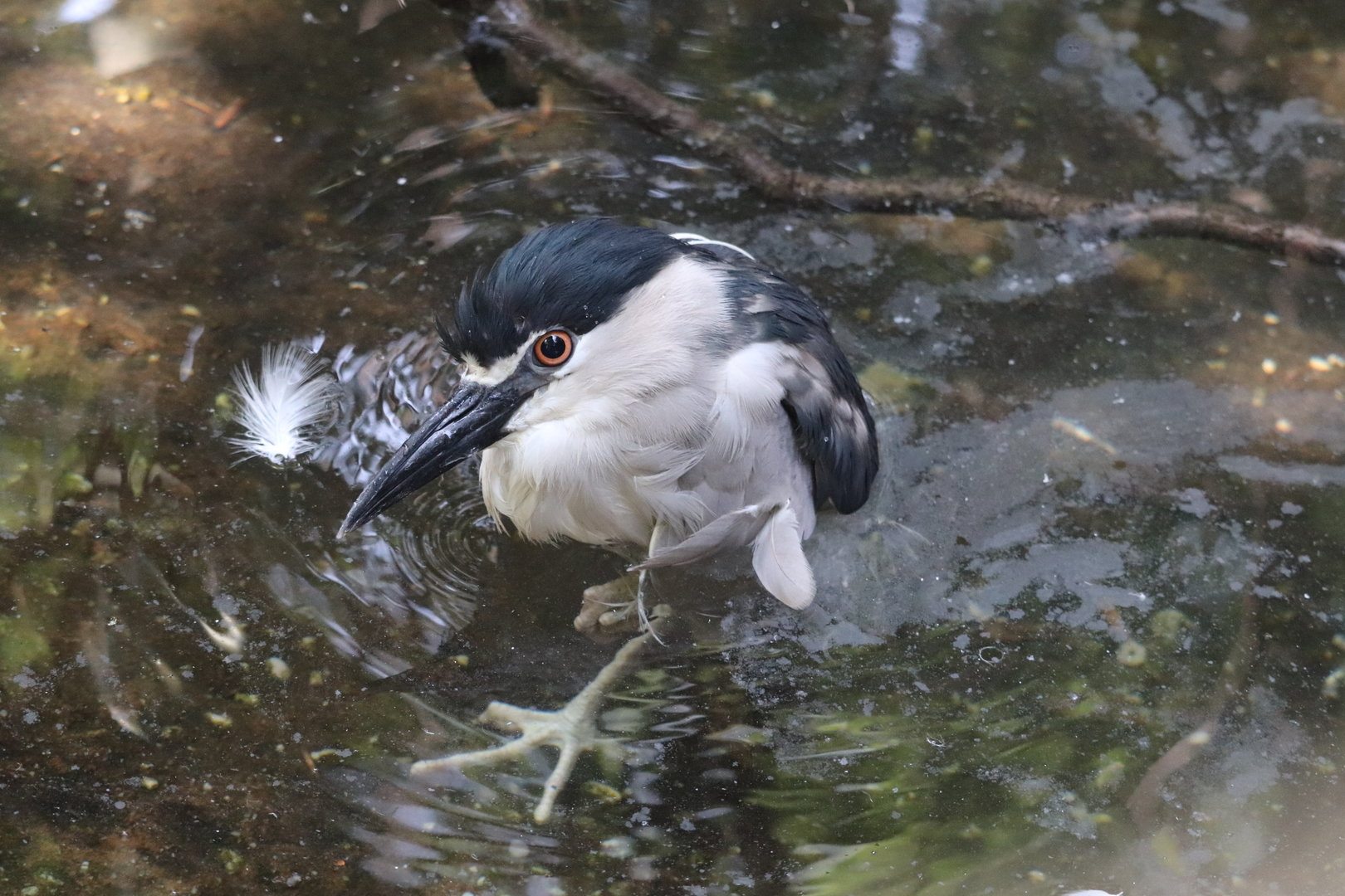 Children's Zoo - Black-Crowned Night Heron